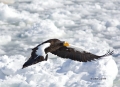 Stellers-Sea-Eagle;Eagle;Sea-Eagle;Haliaeetus-pelagicus;Stellers-Sea-Eagle;Flyin